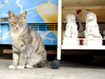 catlion