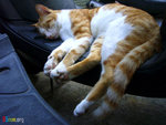 catmotor3