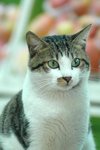 fruitcat2