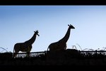 IMG_8341