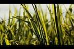 IMG_8388