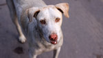 Lovely Dog called Buddha