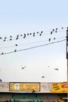 Pigeon Everywhere