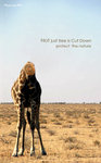 Giraffe d copy