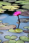 Lotus Flower
