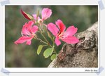 IMG_9056_nEO_IMG
