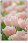 IMG_0040_nEO_IMG