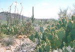 Catus Land