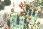 Giant Catus