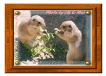Lunch Munch PE Framed