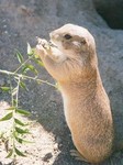 Prairie Dog