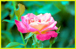 Cypress Garden001