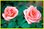 Cypress Garden003