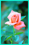 Cypress Garden004
