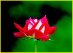 Cypress Garden029