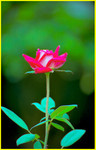 Cypress Garden030