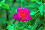 Cypress Garden031