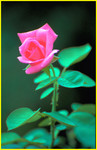 Cypress Garden032