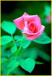 Cypress Garden033