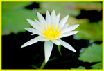 Cypress Garden036