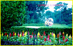 Cypress Garden042