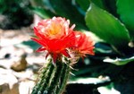 Flowering Catus