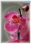 Red Orchid PE water color