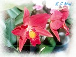 Red Orchids PE