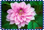 Hong Kong Flower Show007