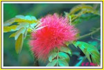 Hong Kong Flower Show011