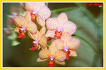 Hong Kong Flower Show018
