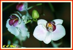 Hong Kong Flower Show022