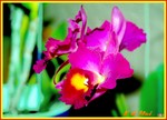 Hong Kong Flower Show036