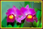 Hong Kong Flower Show037