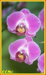 Hong Kong Flower Show039