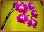 Hong Kong Flower Show040