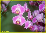 Hong Kong Flower Show041