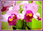 Hong Kong Flower Show042