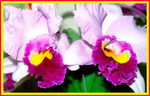 Hong Kong Flower Show043