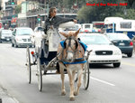 Horse Cart New Orleans