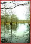 swamp01