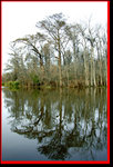 swamp02