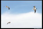 2006Sat092_DxO_raw