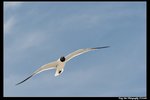 2006Sat103_DxO_raw
