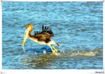 BB060416birdsBB001
