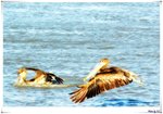 BB060416birdsBB002