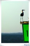 BB060416birdsCC006