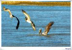 BB060416birdsCC049