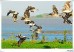 BB060416birdsCC063