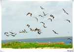 BB060416birdsCC064